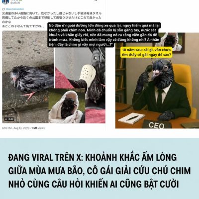Cô gái cứu chú chim bị ướt giữa dòng xe đông đúc, chuẩn bị dụng cụ và nhờ cộng đồng nhận diện loài